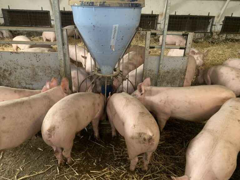 GMO mentes takarmányozás Mester Károly takarmányán