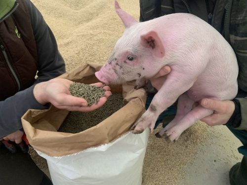 Malac-Mester Károly takarmány